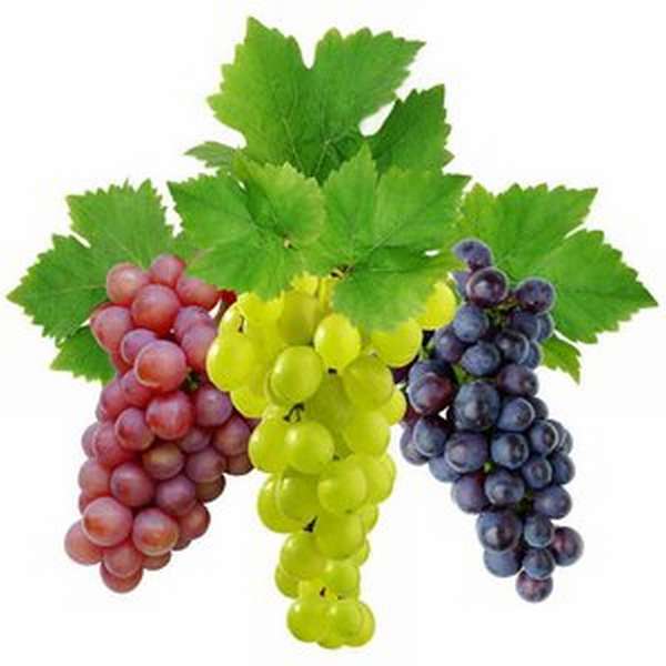 Какой виноград полезней